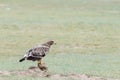 Steppe eagle closeup on wilderness Royalty Free Stock Photo