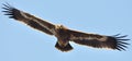 Steppe eagle Royalty Free Stock Photo