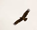 Steppe eagle on flight