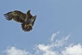 Steppe Eagle in flight