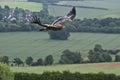 Steppe Eagle in Flight Royalty Free Stock Photo