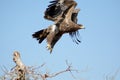 The Steppe Eagle at flight ORBEER RAPTOR PARK RAJASTHAN