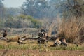 Steppe eagle flock fighting with wings open for feeding on spotted or Axis deer kill. Action scene of group of animals at keoladeo