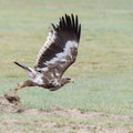 Steppe eagle fly closeup Royalty Free Stock Photo
