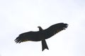 Steppe eagle flying in the nature. Royalty Free Stock Photo
