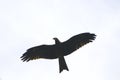 Steppe eagle flying in the nature.