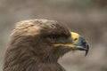 Steppe Eagle