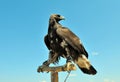 Steppe Eagle head close-up Royalty Free Stock Photo