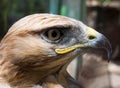 Steppe Eagle head in profile close-up Royalty Free Stock Photo