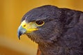 Steppe Eagle - Orel stepni - Aquila nipalensis Royalty Free Stock Photo