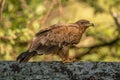 Steppe eagle perched on branch with catchlight