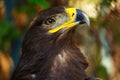 Steppe eagle portrait close-up Royalty Free Stock Photo