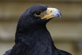 Steppe Eagle Portrait Royalty Free Stock Photo