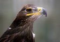 Steppe Eagle Portrait In Progress Royalty Free Stock Photo