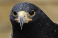 Steppe Eagle Portrait Royalty Free Stock Photo