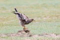 Steppe eagle ready to take off Royalty Free Stock Photo