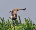 Steppe Eagle