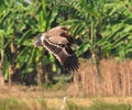 Steppe Eagle