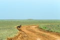 Steppe Eagle sitting on the field in the yellow green grass Royalty Free Stock Photo