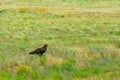 Steppe Eagle sitting on the field in the yellow green grass Royalty Free Stock Photo