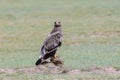 Steppe eagle stand on wilderness Royalty Free Stock Photo