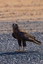 Steppe eagle standing on the ground Royalty Free Stock Photo