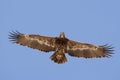 Steppe Eagle