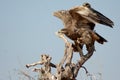 The Steppe Eagle Taking off BIKANER Royalty Free Stock Photo