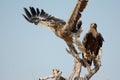 The Steppe Eagle Taking off BIKANER Royalty Free Stock Photo