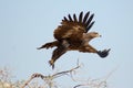 The Steppe Eagle Taking off BIKANER Royalty Free Stock Photo