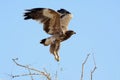 Steppe eagle, Taking off BIKANER Royalty Free Stock Photo