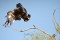 Steppe eagle TAKING OFF JORBEER OUTSKIRT BIKANER Royalty Free Stock Photo