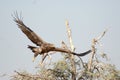 The Steppe Eagle is Taking off Jorbeer outskirt BIKANER Royalty Free Stock Photo