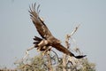 The Steppe Eagle is Taking off Jorbeer outskirt BIKANER Royalty Free Stock Photo