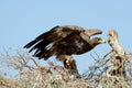 The Steppe Eagle Taking off JORBEER RAPTOR PARK RAJASTHAN Royalty Free Stock Photo