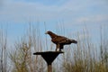 steppe eagle