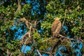 Steppe eagle turning head on sunlit branch