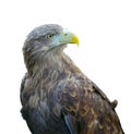 Steppe eagle (aquila rapax) isolated on white background Royalty Free Stock Photo