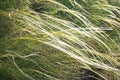 Steppe feather grass. Close-up with green background