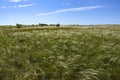 Steppe feather grass is beautiful in spring, it occupies large areas Royalty Free Stock Photo