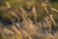 Steppe feather grass in the evening at sunset in the field