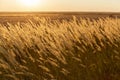 Steppe feather grass