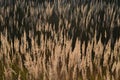 Steppe feather grass at sunset. Spikes of field grass in the evening sun