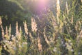 Steppe feather grass at sunset. Spikes of field grass in the evening sun. Shiny grass stems. Blurred background. Soft focus