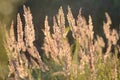 Steppe feather grass at sunset. Spikes of field grass in the evening sun