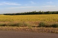 Steppe and forest belt along the road. Donbass Royalty Free Stock Photo