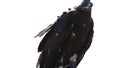 Steppe golden eagle in mask