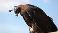 Steppe golden eagle in mask