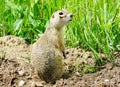 Steppe gophers Royalty Free Stock Photo