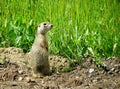 Steppe gophers Royalty Free Stock Photo